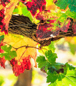 Viticultura avanzada