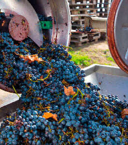 Enología técnica online